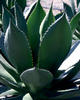Champ™ - Agave chiapensis
