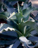 Suave™ - Agave gypsophila