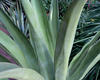 Tentacles™ - Agave vilmoriniana