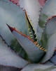 Titan™ - Agave titanota
