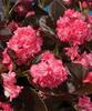 Gum Drop™ Coco Rose - Double Wax Begonia - Begonia