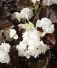 Gum Drop™ Coco White - Double Wax Begonia - Begonia