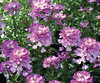 Absolutely Amethyst® - Candytuft - Iberis hybrid