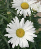 Daisy May® - Shasta Daisy - Leucanthemum