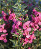 Angelface® Pink - Summer Snapdragon - Angelonia angustifolia