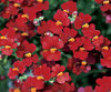Sunsatia® Cranberry - Nemesia hybrid