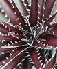 Burgundy Ice - Dyckia hybrid
