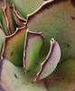 Gremlin™ - Kalanchoe synsepala