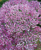 Pippin™ Purple - Sedum spectabile