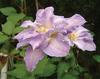 'Hakuba' - Queen of the Vines - Clematis hybrid