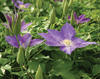 H. F. Young - Queen of the Vines - Clematis hybrid