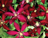 Niobe - Queen of the Vines - Clematis hybrid