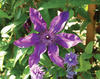 The President - Queen of the Vines - Clematis hybrid