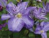 Silmakivi™ - Queen of the Vines - Clematis hybrid