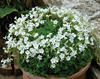 Cottage White - Shamrock - Oxalis articulata
