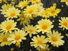 Butterfly - Marguerite Daisy - Argyranthemum frutescens