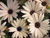 Melon Symphony - Osteospermum hybrid