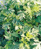 'Oriental Limelight' - Wormwood - Artemisia hybrid