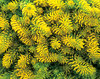 Angelina - Sedum rupestre