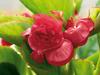 'Gum Drop™ Red' - Double Wax Begonia - Begonia semperflorens