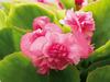 'Gum Drop™ Pink' - Double Wax Begonia - Begonia semperflorens