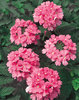Temari® Bright Pink - Verbena hybrid