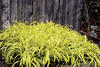 Aureum - Golden Millet Grass - Milium effusum