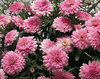 Cobbitty Daisy® 'Summer Melody' - Marguerite Daisy - Argyranthemum frutescens