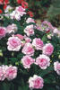 Rockapulco® Appleblossom - Double Impatiens - Impatiens walleriana