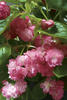 'Gum Drop™ Rose' - Double Wax Begonia - Begonia semperflorens