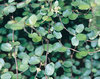 Big Leaf - Creeping Wire Vine - Muehlenbeckia axillaris