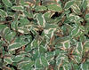 Tricolor Sage - Salvia officinalis
