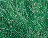 Graceful Grasses® Fiber Optic Grass - Isolepsis (Scirpus) cernus