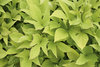 'Sweet Caroline Light Green' - Sweet Potato Vine - Ipomoea batatas