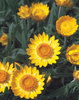 Sundaze® Golden Beauty® - Bracteantha (Xerochrysum) bracteata