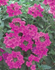 Superbena® Pink Shades - Verbena hybrid