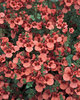 Flying Colors® Coral - Twinspur - Diascia hybrid