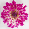 Dalina® Grande Bonita - Dahlia