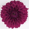 Dalina® Grande Castillo - Dahlia