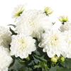 Dalina® Grande Lopez - Dahlia