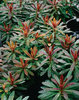 Efanthia - Wood Spurge - Euphorbia amygdaloides hybrid
