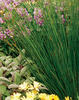 Quartz Creek - Soft Rush - Juncus effusus
