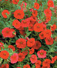 Million Bells® Red - Calibrachoa hybrid
