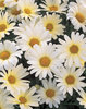 Vanilla Butterfly® - Marguerite Daisy - Argyranthemum frutescens