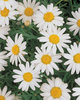 Molimba® Helio White - Marguerite Daisy - Argyranthemum frutescens