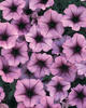 Supertunia® Bordeaux™ - Petunia hybrid