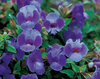 Summer Wave® Blue - Torenia hybrid