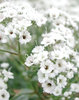 Festival Star™ - Hardy Baby's Breath - Gypsophila