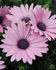Soprano® Light Purple - Osteospermum hybrid