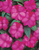 Infinity® Blushing Lilac - New Guinea Impatiens - Impatiens hawkeri